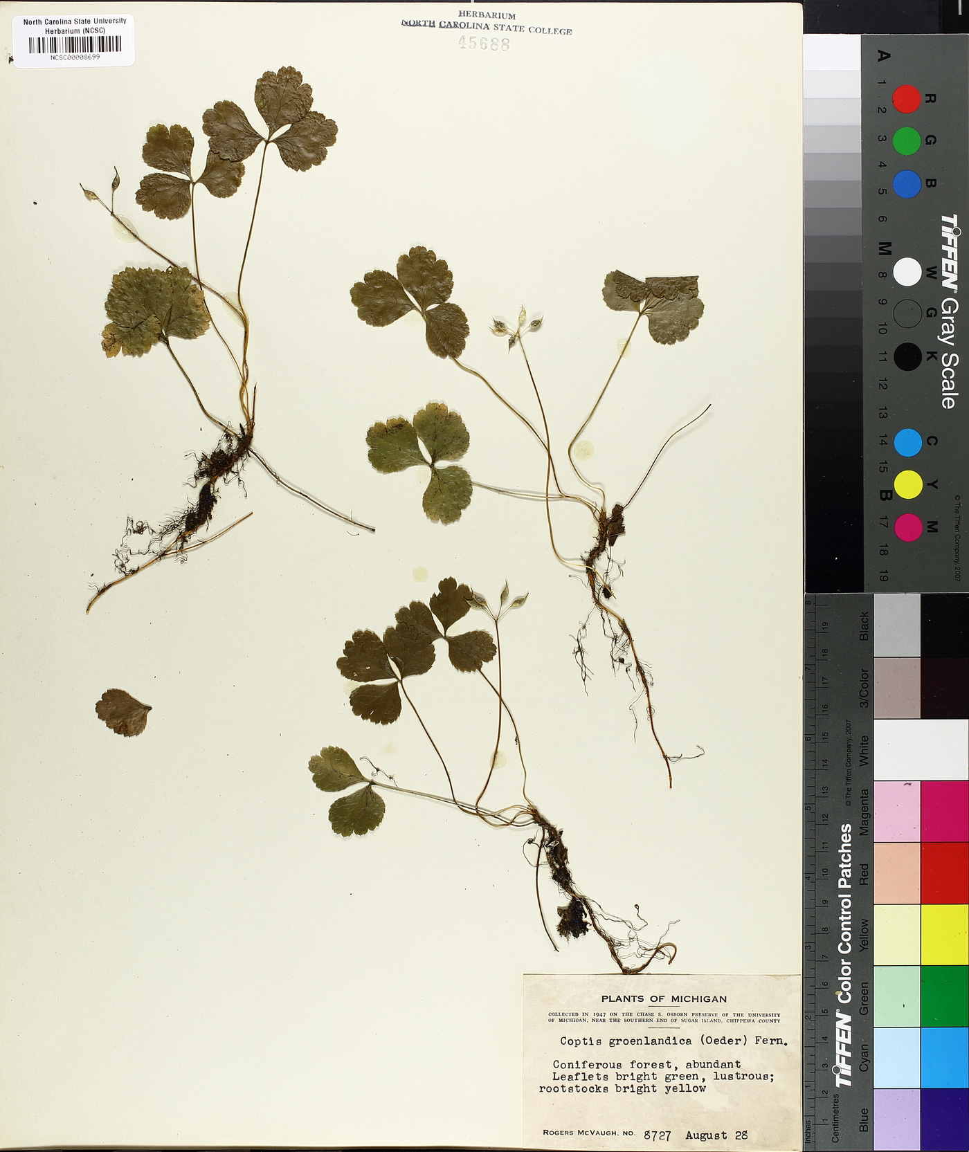 Coptis groenlandica image