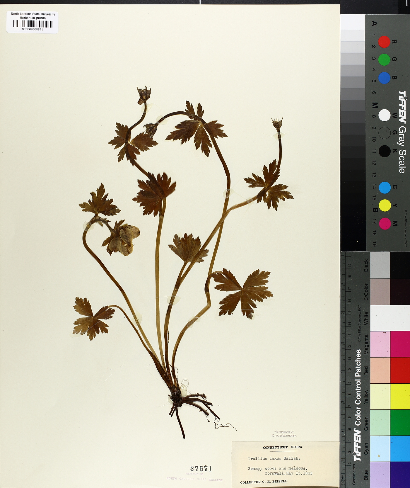 Trollius laxus image