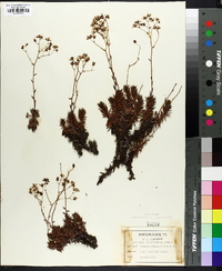 Saxifraga austromontana image