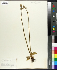 Saxifraga plantaginea image