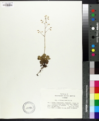 Saxifraga cuneifolia image