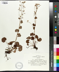 Saxifraga rotundifolia image