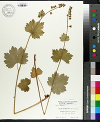 Tellima grandiflora image