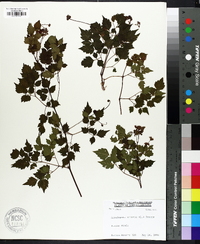 Nekemias arborea image