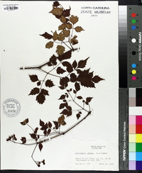 Nekemias arborea image