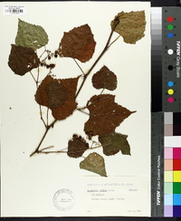 Ampelopsis cordata image