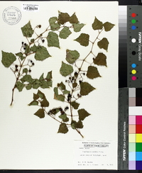 Ampelopsis cordata image