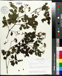 Nekemias arborea image