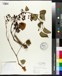 Ampelopsis cordata image