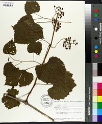 Ampelopsis cordata image