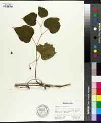 Ampelopsis cordata image