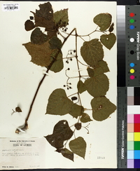 Ampelopsis cordata image