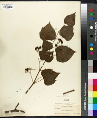 Ampelopsis cordata image