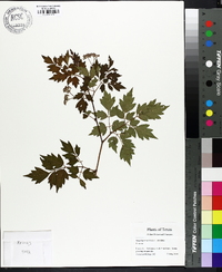 Ampelopsis arborea image