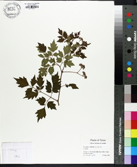 Nekemias arborea image