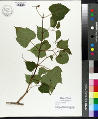 Ampelopsis cordata image