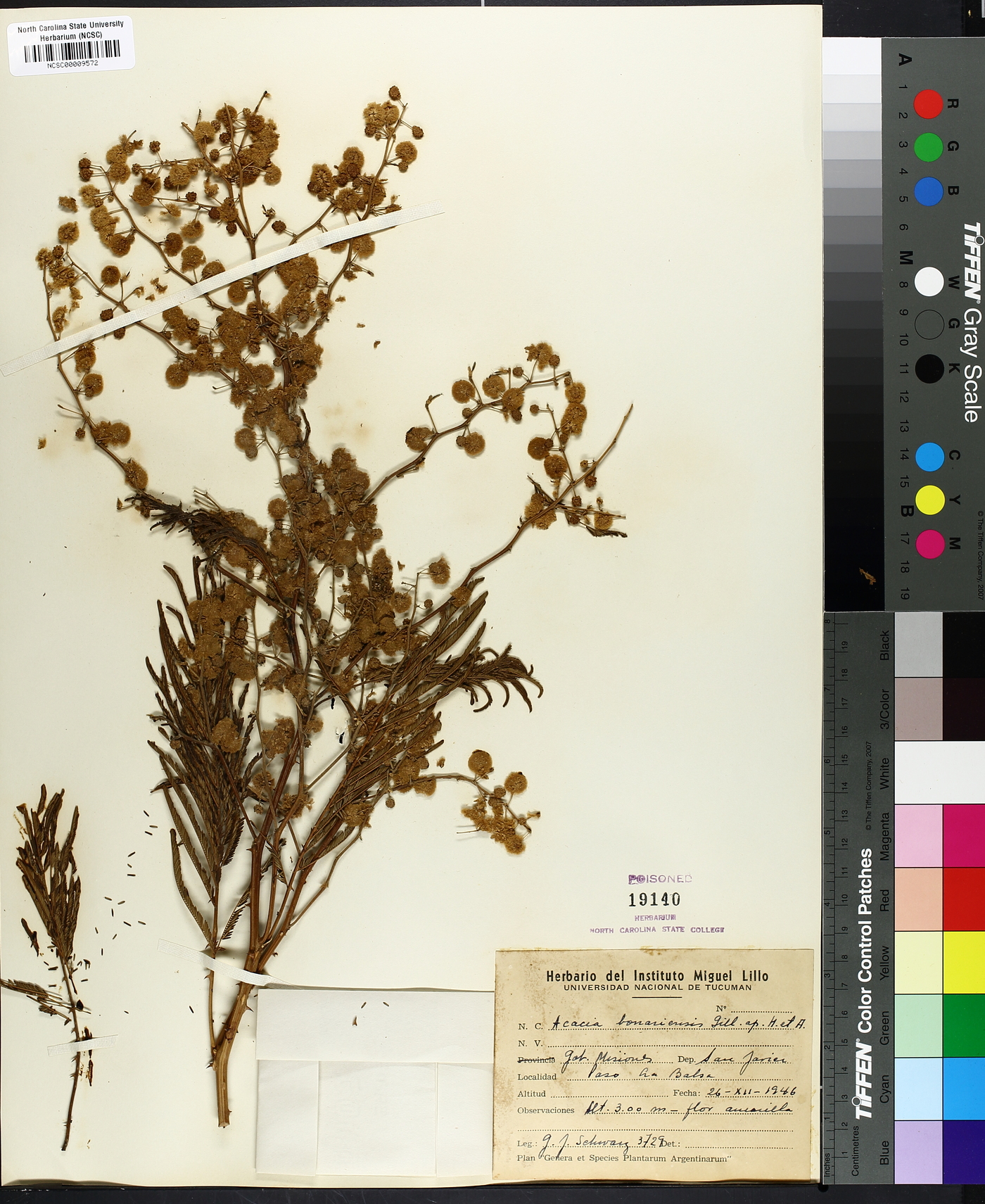 Acacia bonariensis image