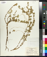Arachis villosa image
