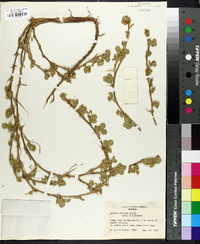Arachis villosa image