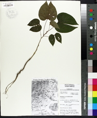 Bauhinia sericella image