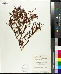 Chamaecrista nictitans var. aspera image