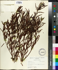 Chamaecrista nictitans var. aspera image