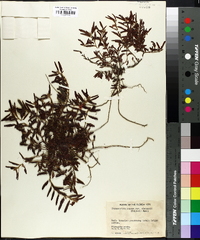 Chamaecrista nictitans var. aspera image
