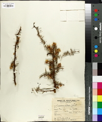 Cercidium australe image