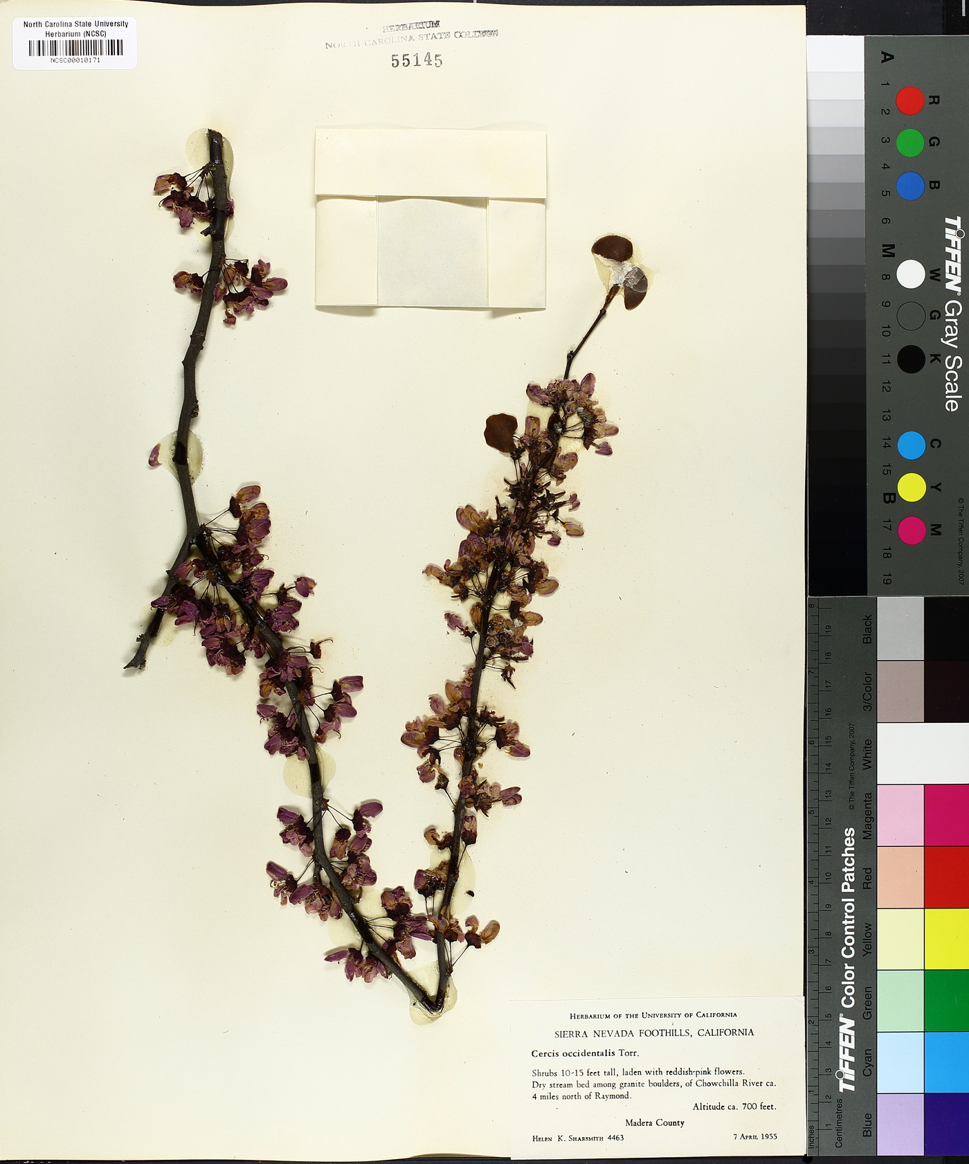 Cercis occidentalis image
