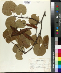 Cercis siliquastrum image