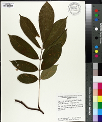Derris elliptica image
