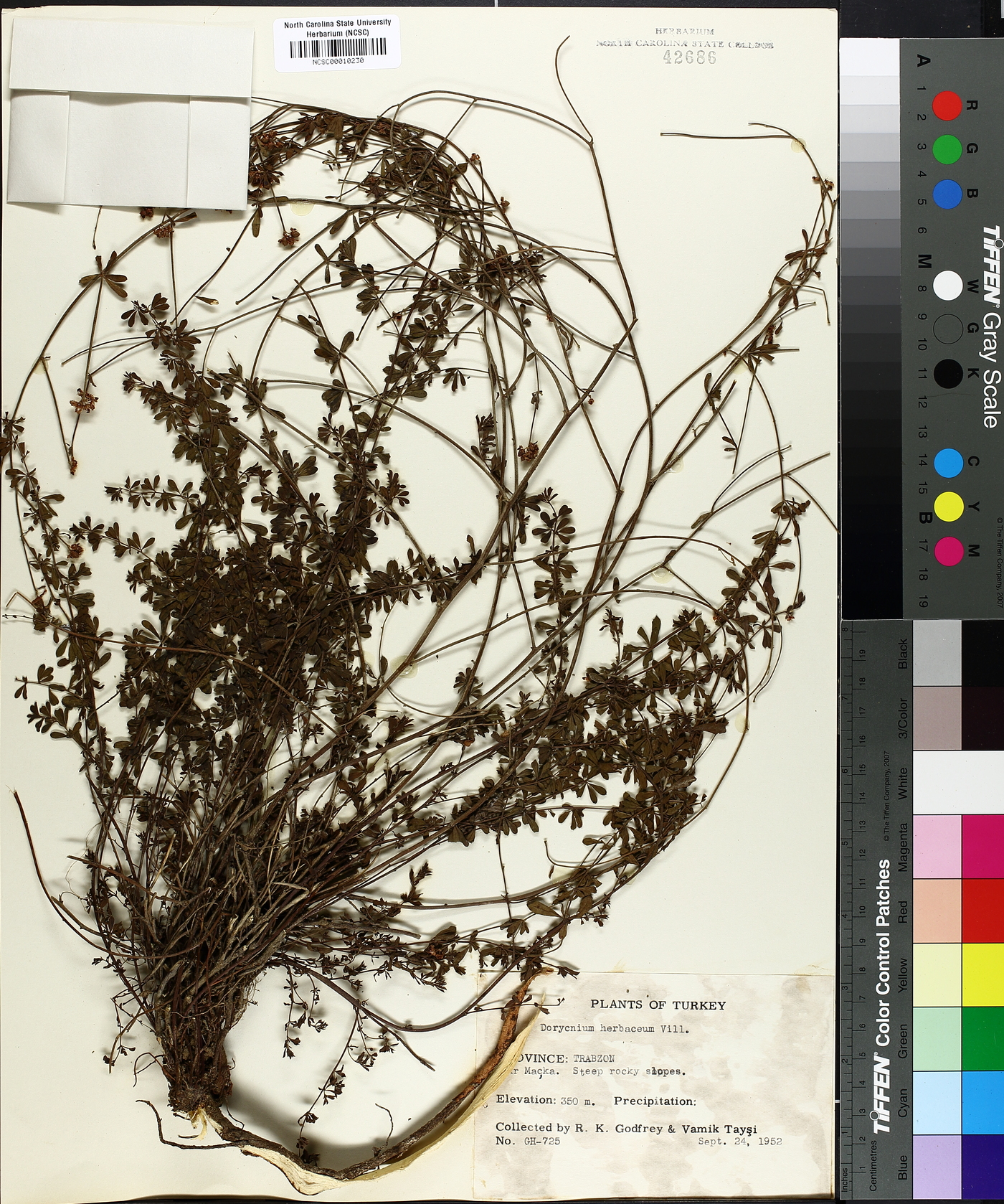 Dorycnium herbaceum image