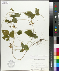 Media resource of Falcata japonica