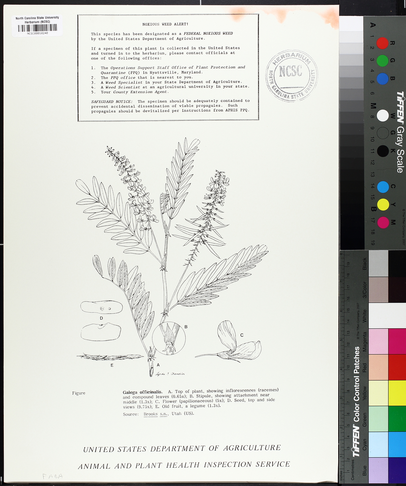 Galega officinalis image