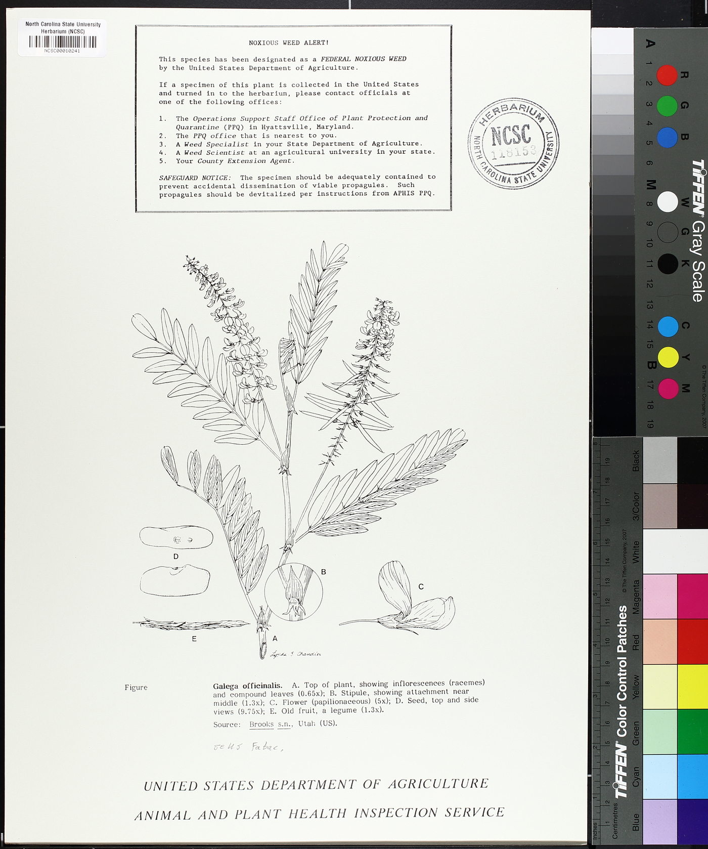 Galega officinalis image