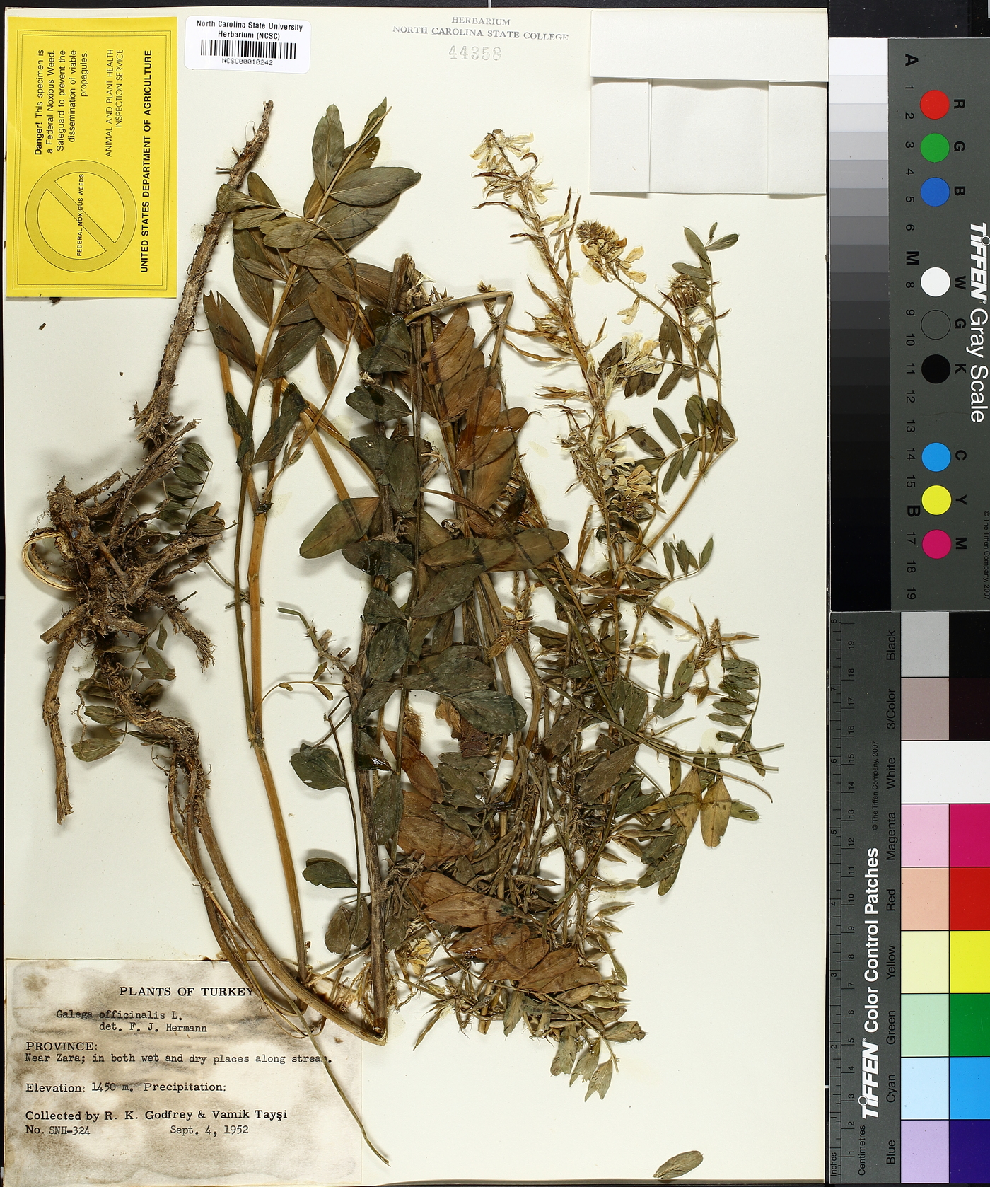 Galega officinalis image