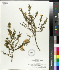 Genista pilosa image