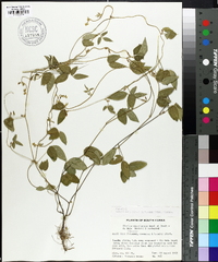 Glycine ussuriensis image