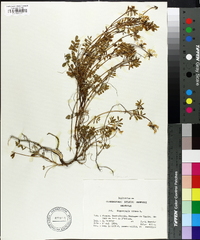 Hippocrepis comosa image