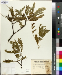 Holocalyx balansae image
