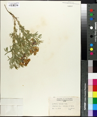 Lathyrus incanus image