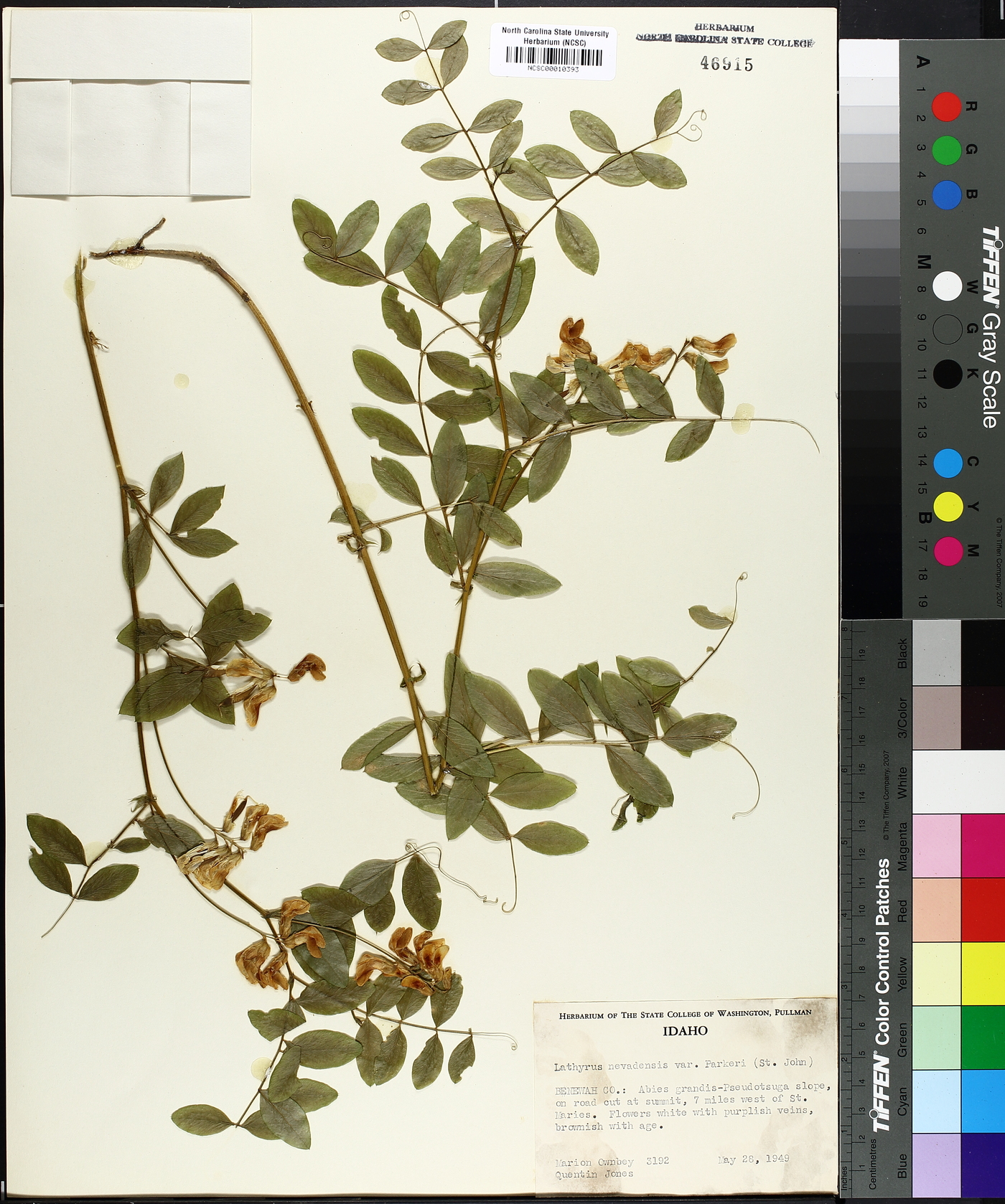 Lathyrus nevadensis subsp. lanceolatus image
