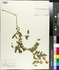 Lathyrus pauciflorus image