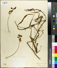 Lathyrus sylvestris image