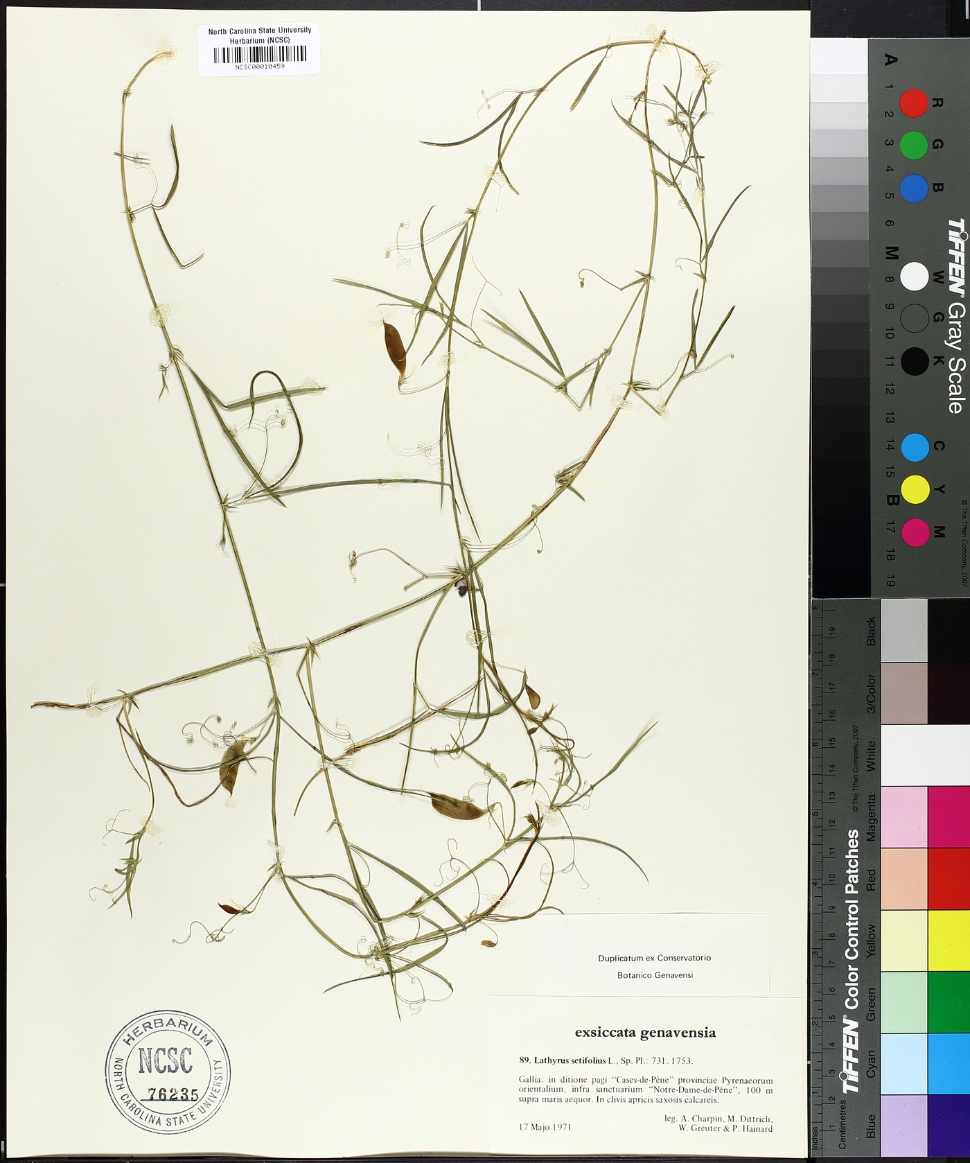 Lathyrus setifolius image