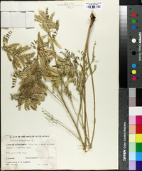 Lessertia brachystachya image