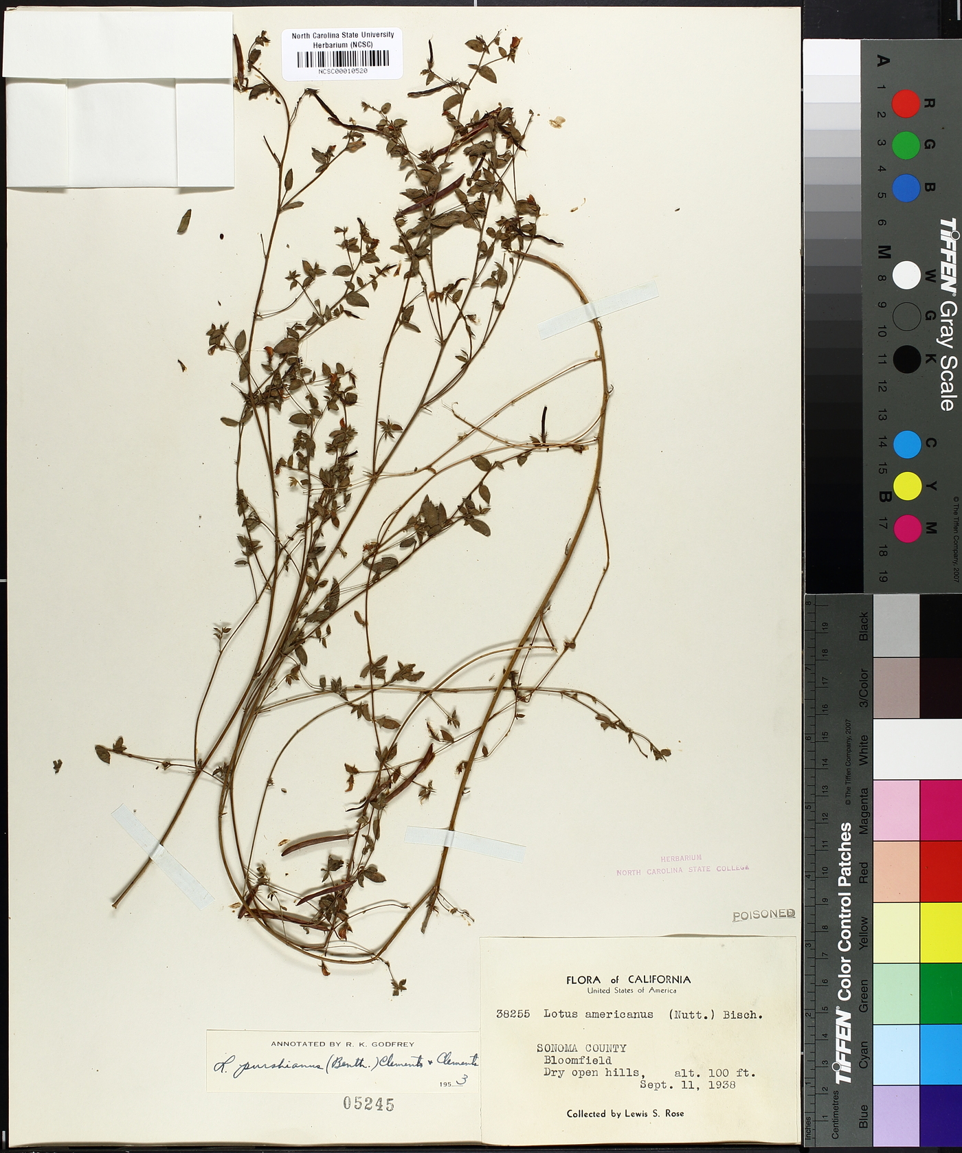 Lotus unifoliolatus var. unifoliolatus image