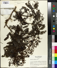 Machaerium multifoliolatum image