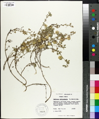 Medicago orbicularis image