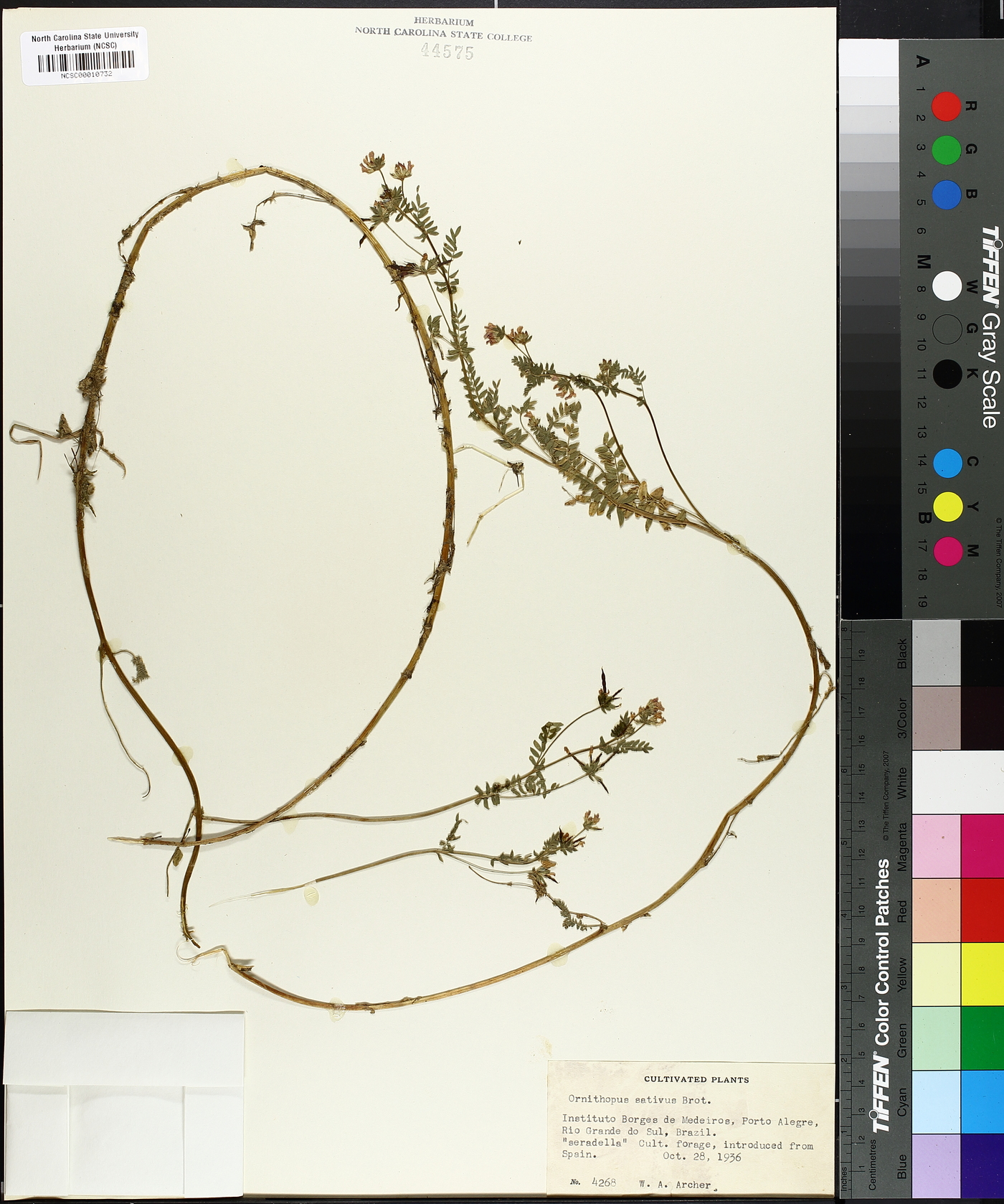 Ornithopus image
